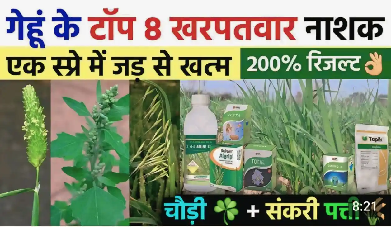गेहूं के टाँप 8 खनपवार नाशक