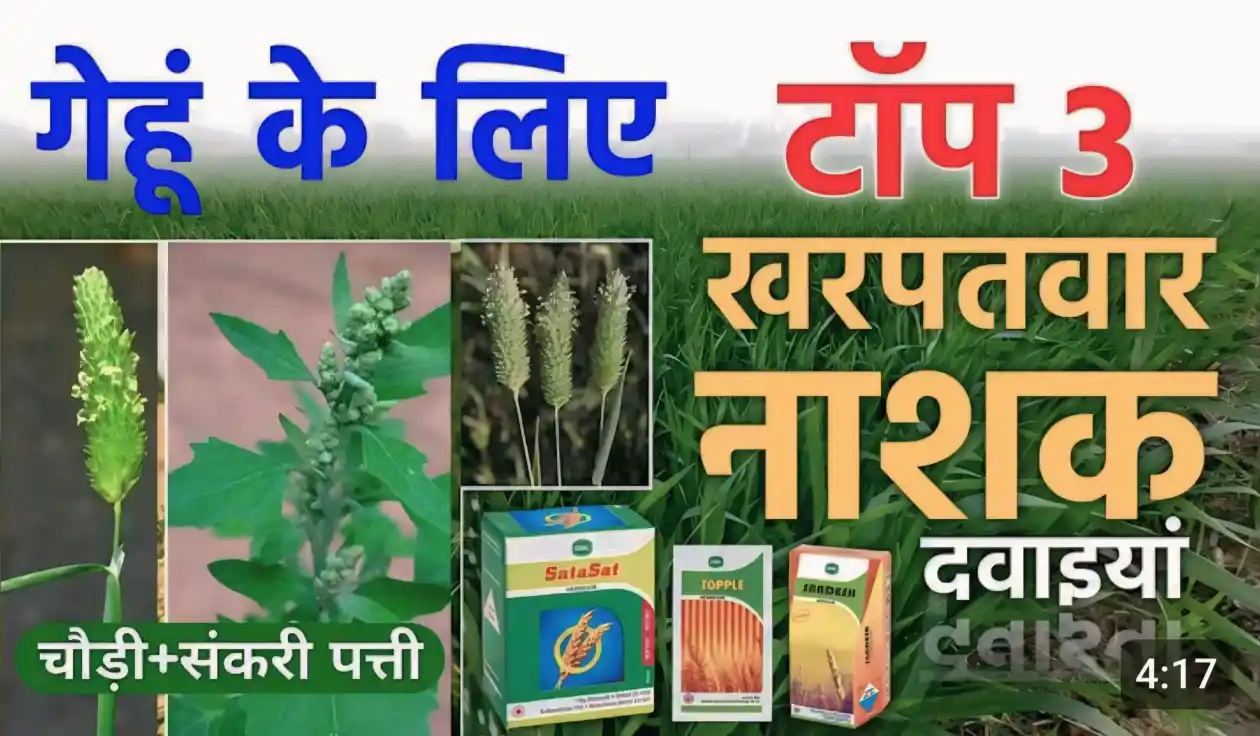 गेहूं के टाँप 8