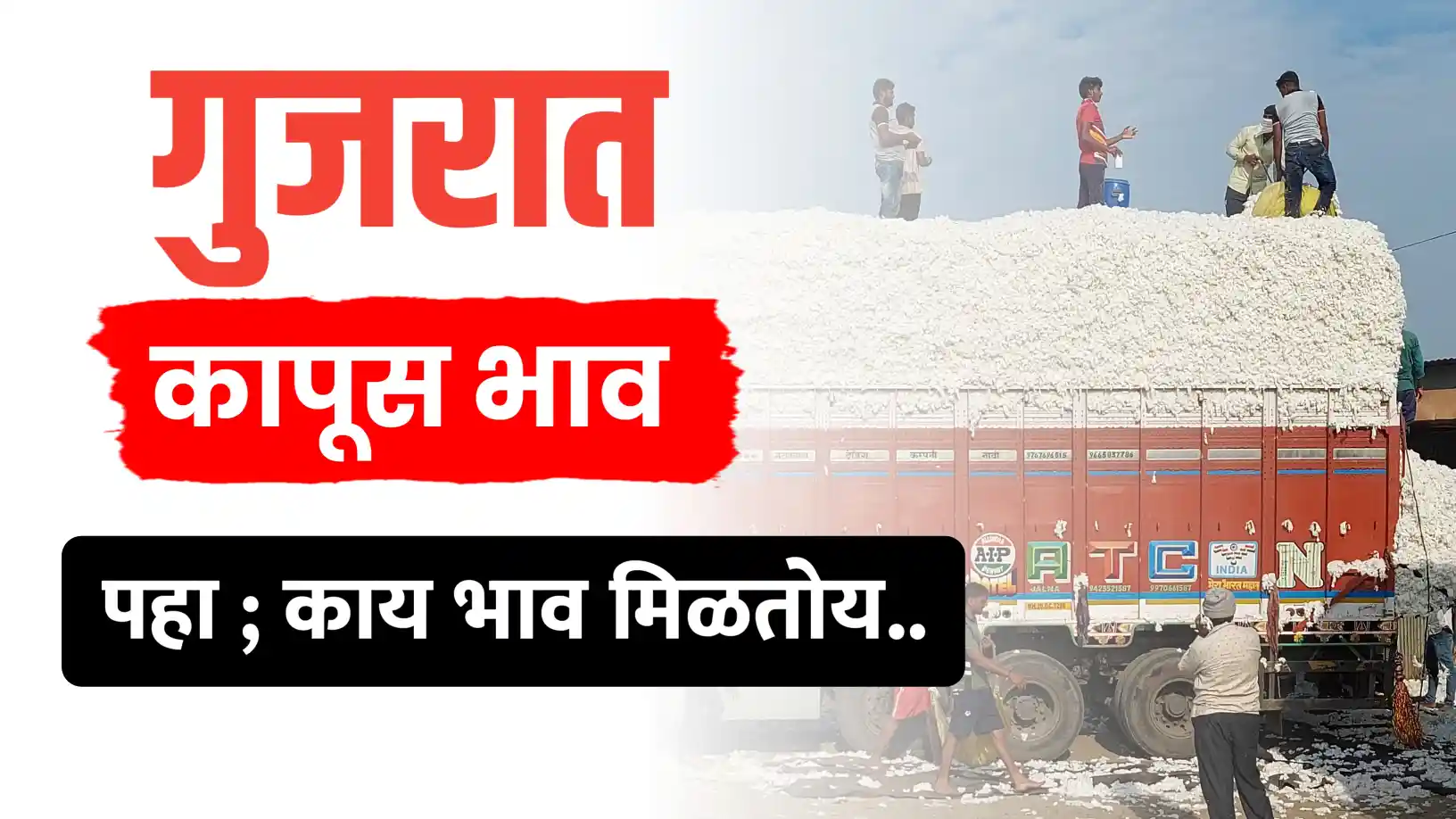 गुजरात के कपास भाव