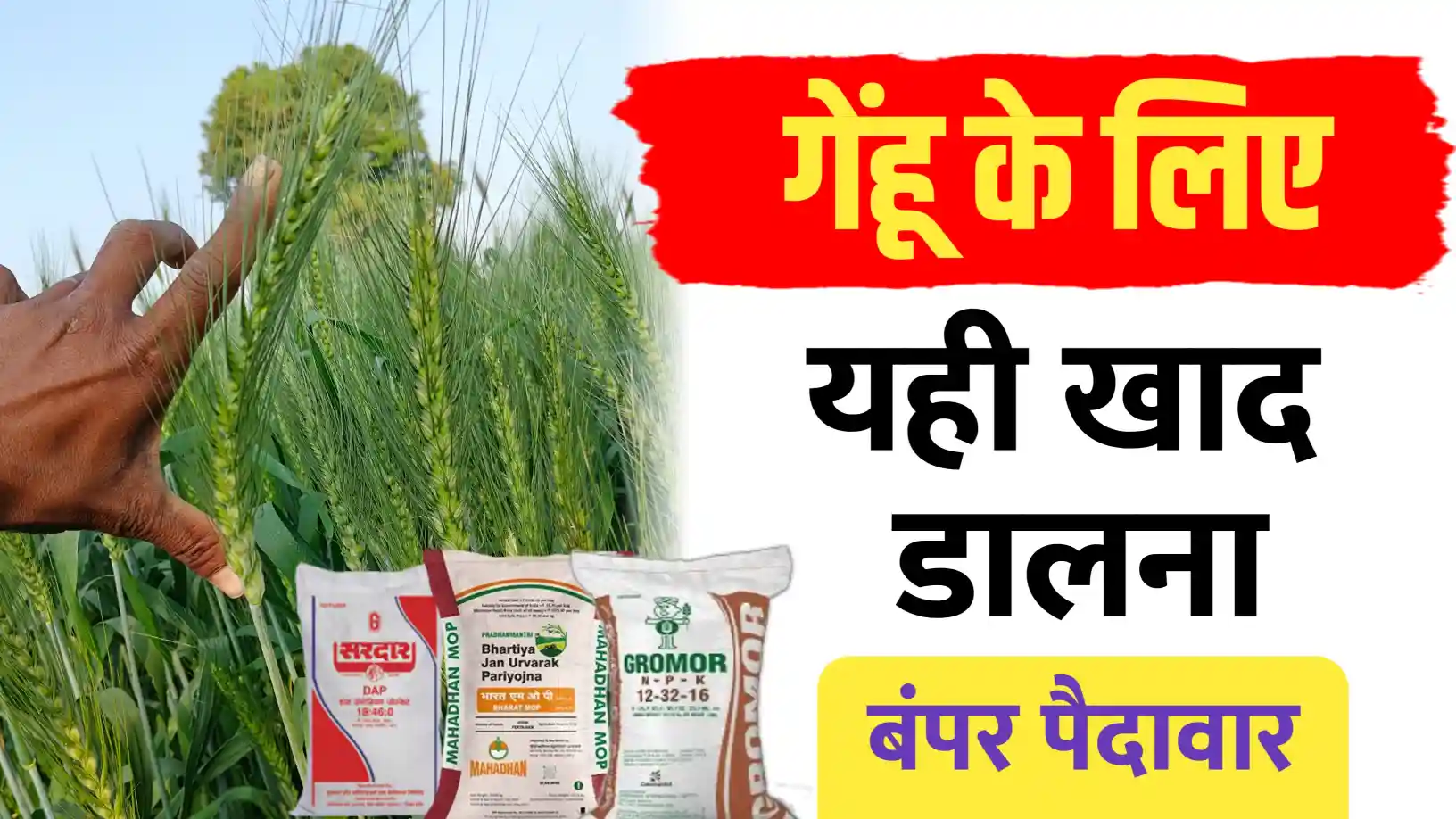 गेहूं की फसल