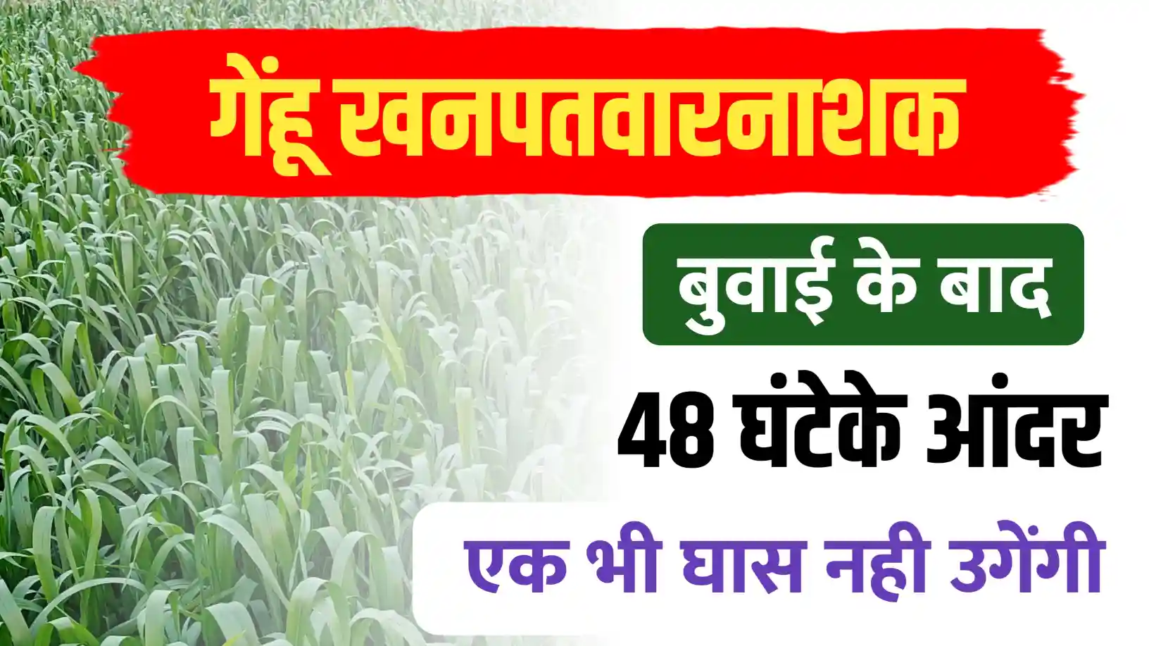 गेहूं बुबाई के 48 घंटे