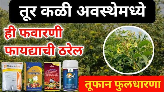 तूर पिकामध्ये फुलधारणा