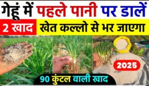 गेहूं की फसल में पहला पानी पर डाले ये 2 खाद, खेत कल्लो से भर