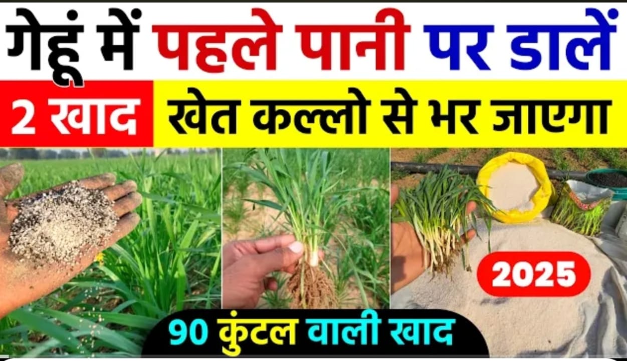 गेहूं की फसल में पहला पानी