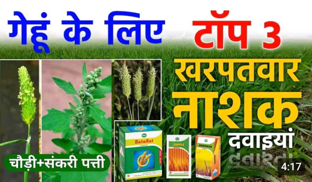 गेहूं के टाँप 8 खनपवार नाशक ; एक स्प्रे मे घास जड से खतम