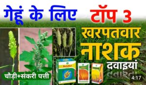 गेहूं के टाँप 8 खनपवार नाशक ; एक स्प्रे मे घास जड से खतम